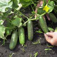 Секреты выращивания огурцов в открытом грунте
