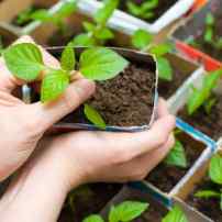 Январская рассада – список растений, которые можно начинать сажать уже сейчас