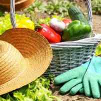 Органическое земледелие или как жить в гармонии с природой