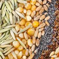 5 принципов выбора семян на новый сезон