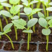 Выращивание рассады огурцов: посев, уход, высадка на грядку