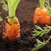 Сорта моркови устойчивы к морковной мухе