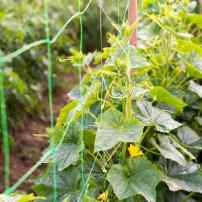 Повышаем урожайность огурцов: особенности выращивания на шпалере