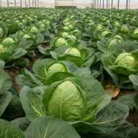 Выбираем семена капусты: лучшие сорта для раннего потребления, для квашения и хранения