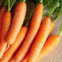 Хуже горькой редьки: почему морковь вырастает невкусной