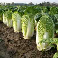 Восток – дело тонкое: можно ли вырастить пекинскую капусту в Украине