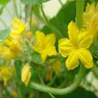 Почему на огурцах не растут завязи: причины пустоцвета