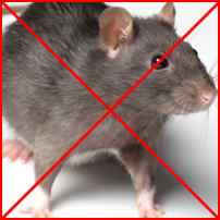 Родентициды в борьбе с домашними вредителями