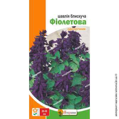 Семена шалфея блестящего Фиолетовый 0.2 г.