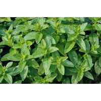 Мята Золотой Юбилей 0,1 г. Мята Золотой Юбилей 0,1 г.