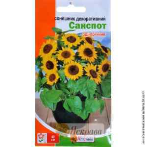 Соняшник Санспот 2 г. Соняшник Санспот 2 г.