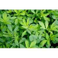 Семена люцерны Люкс магниченной Семена люцерны Люкс магниченной