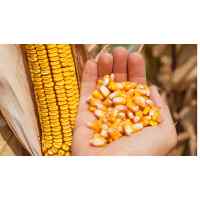 Семена кукурузы Атлант (25 кг)