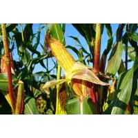 Семена кукурузы Тирас (25 кг)