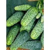 Огурец Соплица (весовой) Огурец Соплица (весовой)