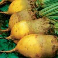 Семена свеклы кормовой Урсус Семена свеклы кормовой Урсус