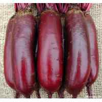 Семена свеклы столовой Опольская (весовая) (20кг/меш) Семена свеклы столовой Опольская (весовая) (20кг/меш)