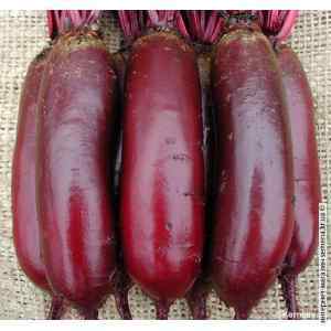 Семена свеклы столовой Опольская (весовая) (20кг/меш) Семена свеклы столовой Опольская (весовая) (20кг/меш)