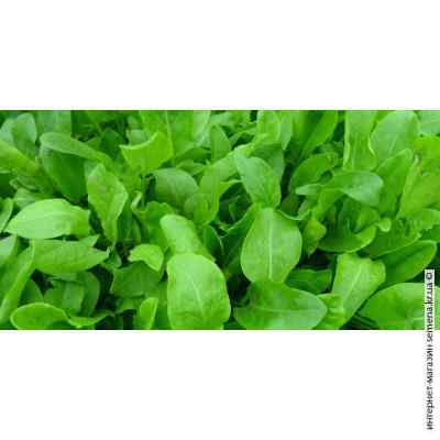 Щавель Одесский широколистный 1 кг