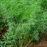 Семена укропа Шмарагд (Смарагд) весовой Семена укропа Шмарагд (Смарагд) весовой