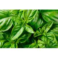 Базилик Рутан (весовой) Базилик Рутан (весовой)