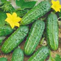 Огурец Круиз F1 (весовой) Огурец Круиз F1 (весовой)