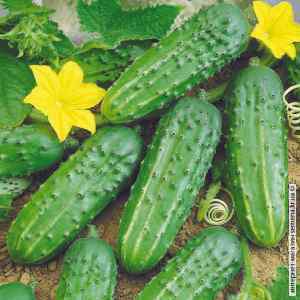 Огурец Круиз F1 (весовой) Огурец Круиз F1 (весовой)