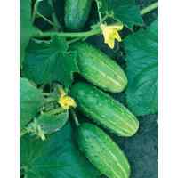 Огурец Родос F1 (весовой) Огурец Родос F1 (весовой)