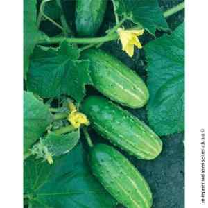 Огурец Родос F1 (весовой) Огурец Родос F1 (весовой)