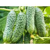 Огурец Трой F1 (весовой) Огурец Трой F1 (весовой)