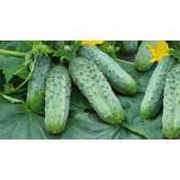 Огурец Засолочный (весовой) Огурец Засолочный (весовой)