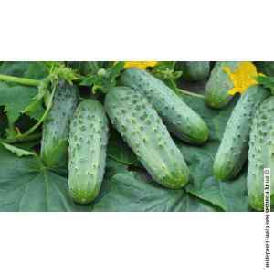 Огурец Засолочный (весовой) Огурец Засолочный (весовой)