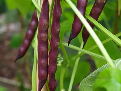 семена фасоли оптом