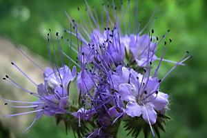 Купить семена фацелии