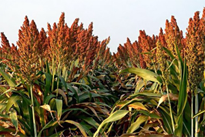 Купить семена суданки