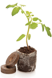 купить все для рассады