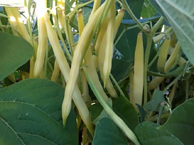 семена фасоли в Украине