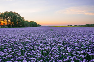 Семена фацелии в Украине